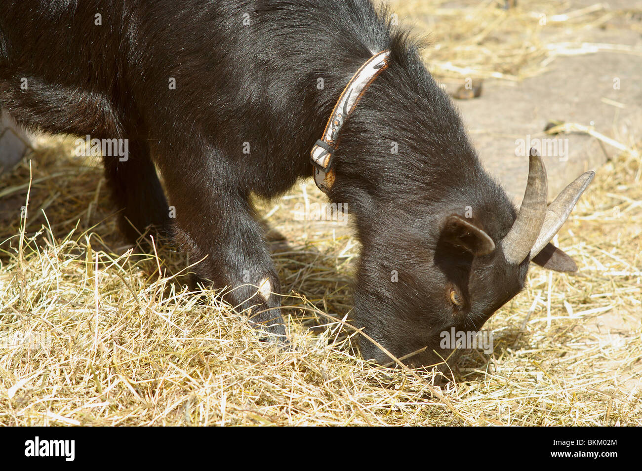 Black domestic goat eating hay on courtyard Stock Photo