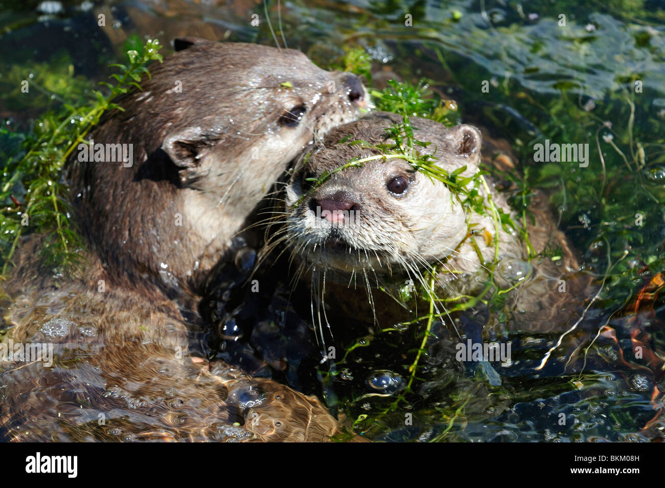 Oriental short clawed otters Stock Photo