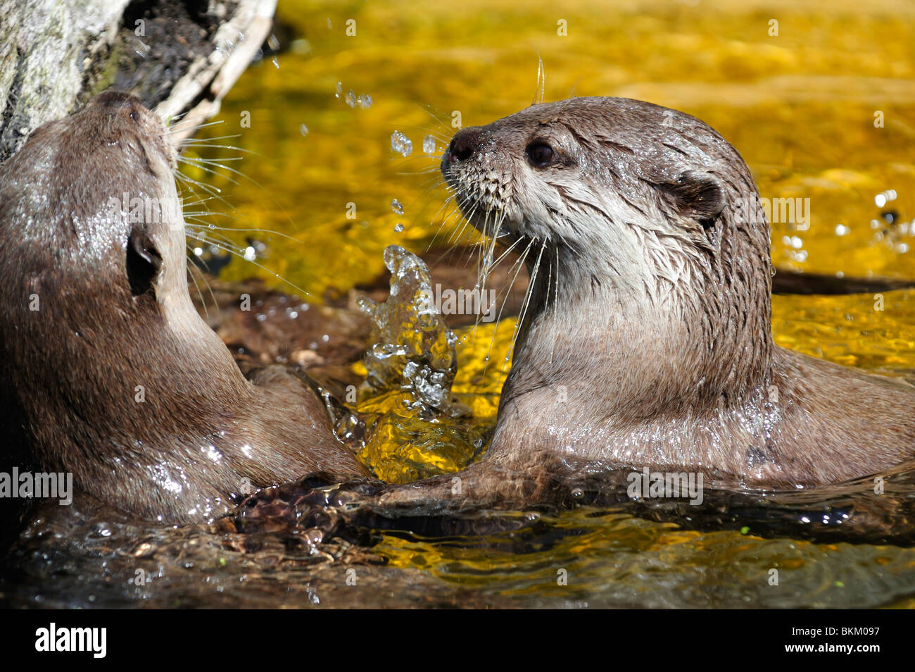 Otters at play Stock Photo Alamy