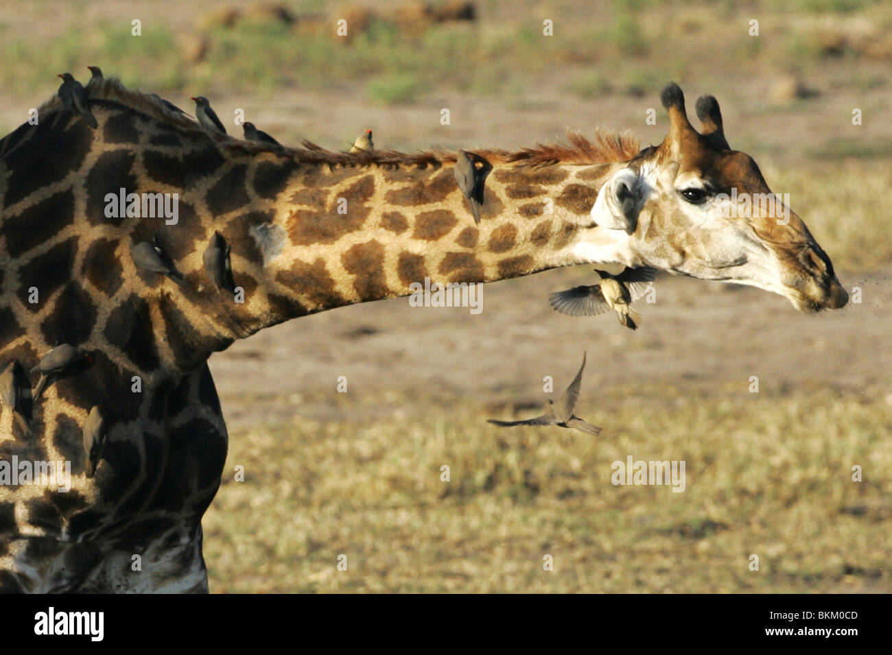 Southern Giraffe with oxpeckers, Kruger Park, South Africa Stock Photo