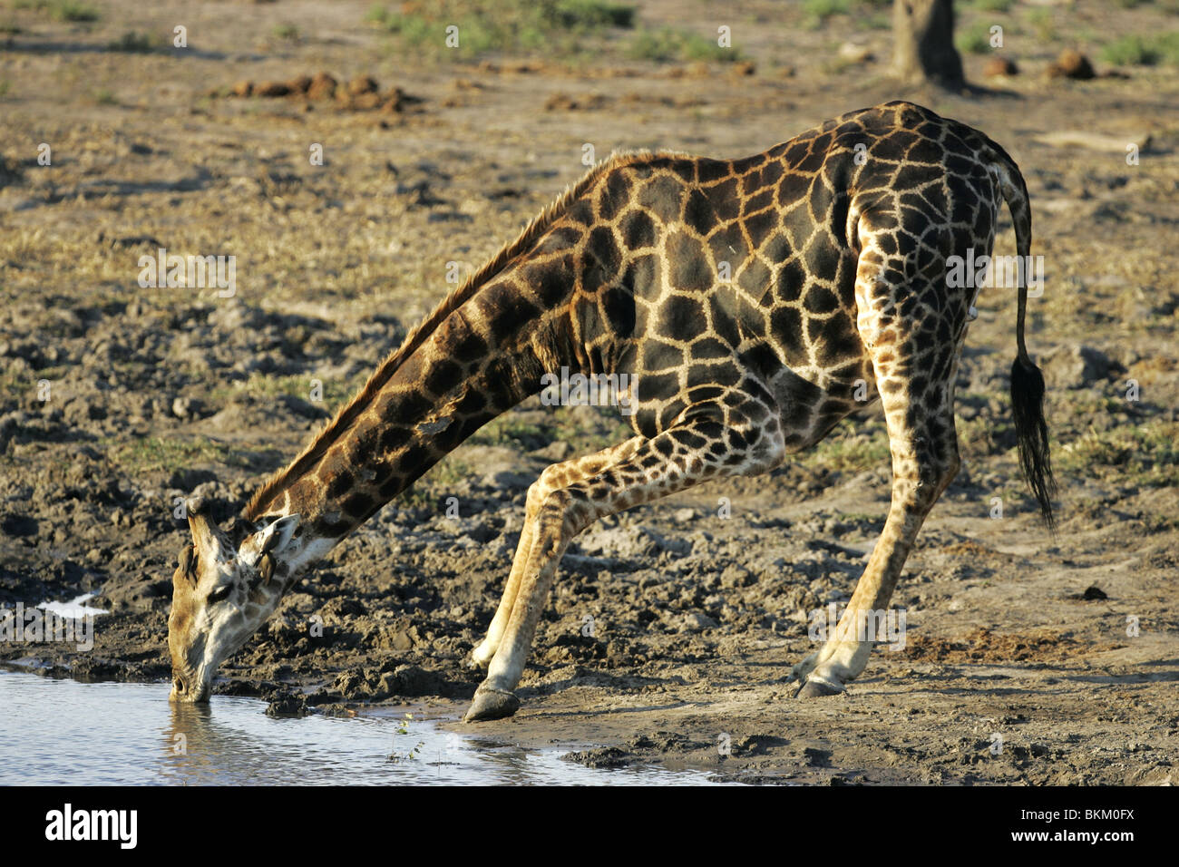 Giraffe drinking, south africa, Kruger Park Stock Photo