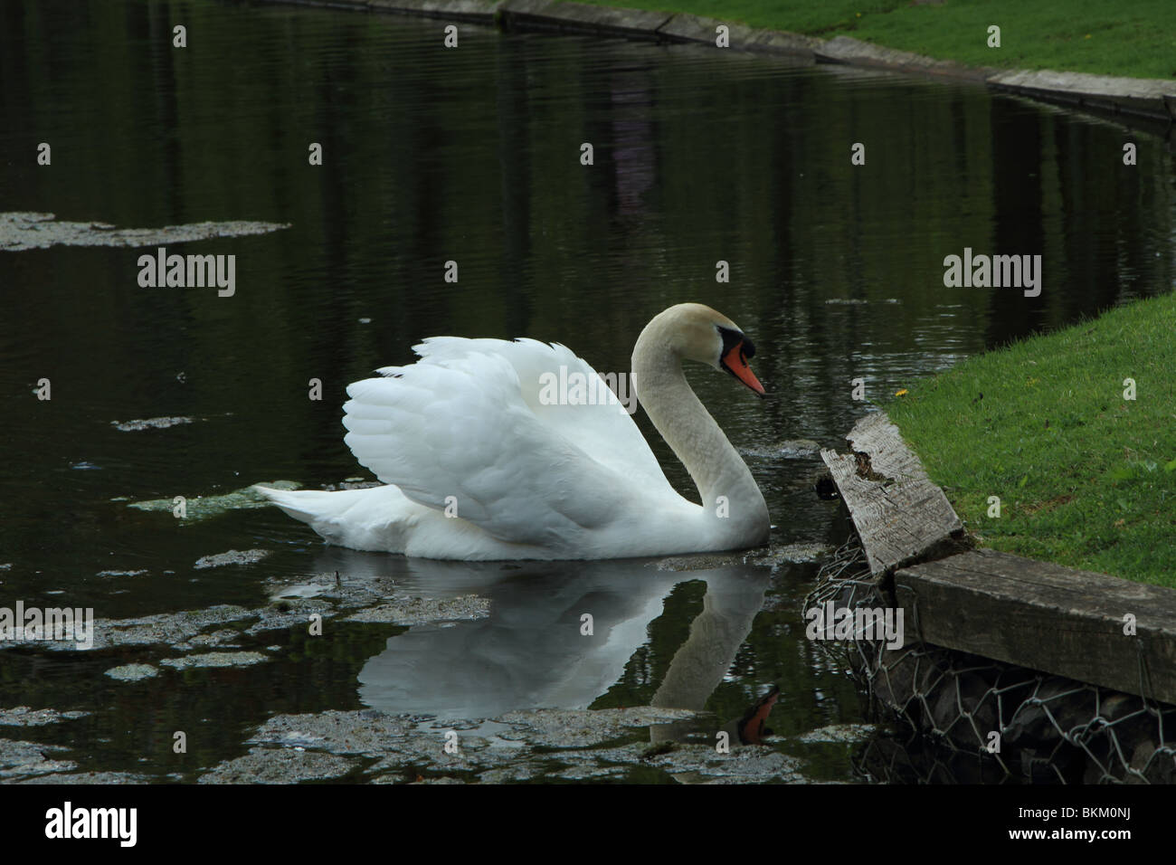A swan in a pond Stock Photo - Alamy