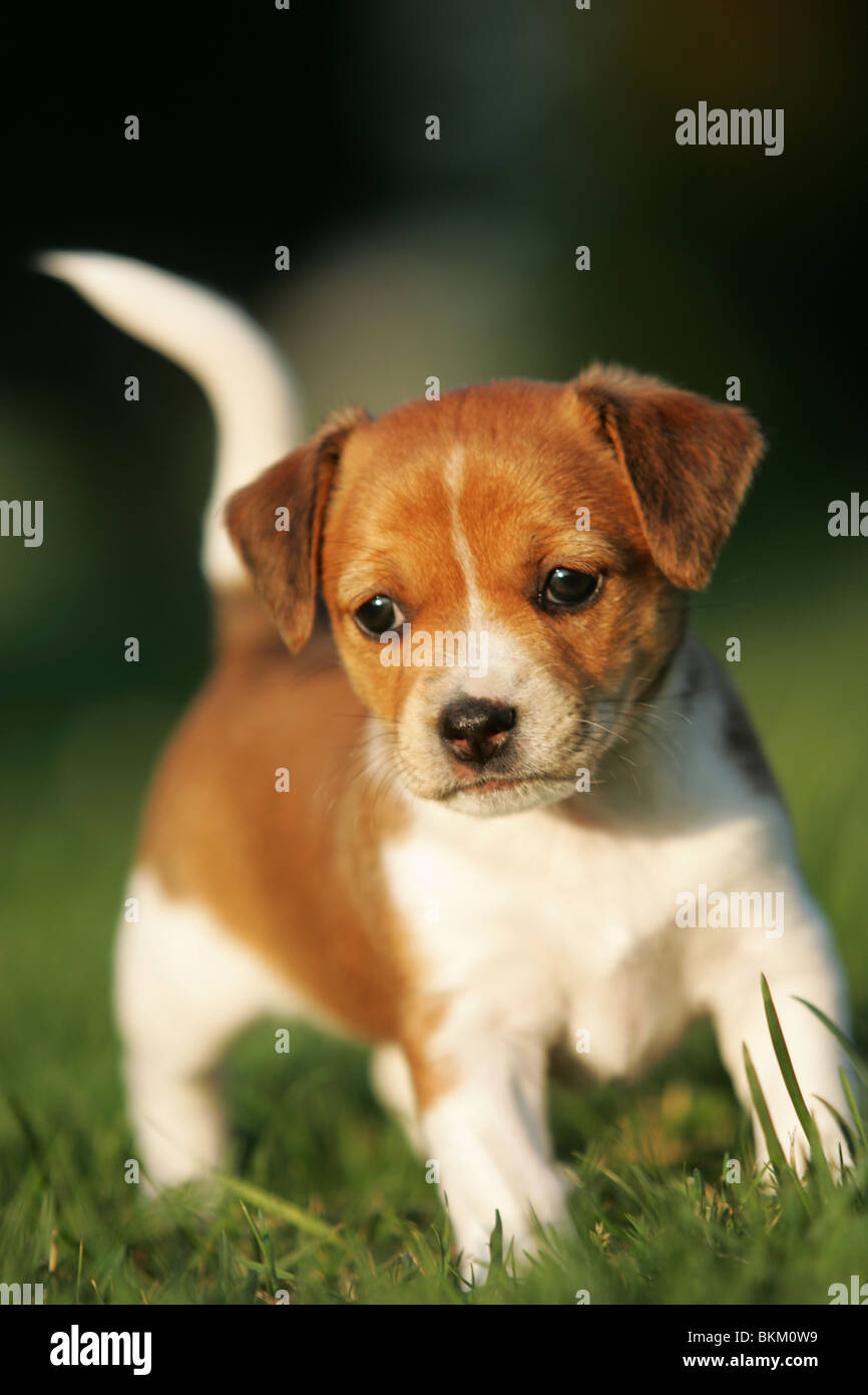 Cute Jack Russell puppy dog walking in the grass and looking curious Stock Photo