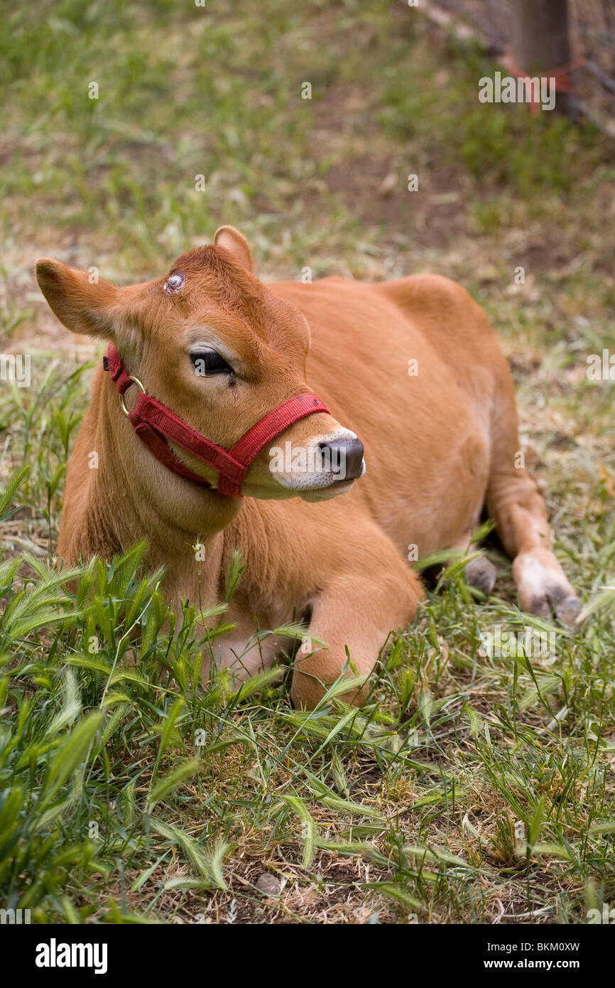 Head harness hi-res stock photography and images - Alamy