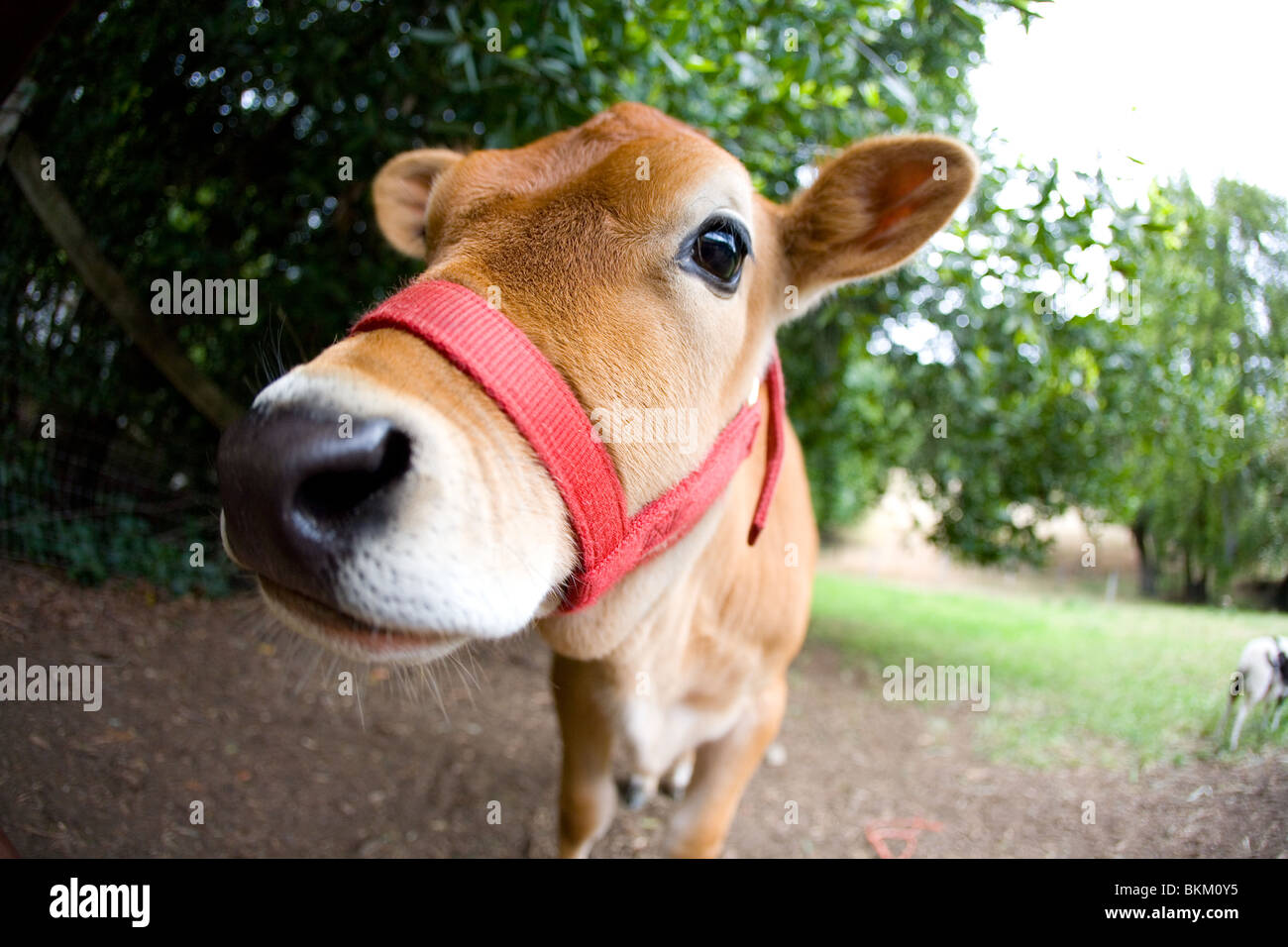 Beautiful brown cow with a red head harness Stock Photo