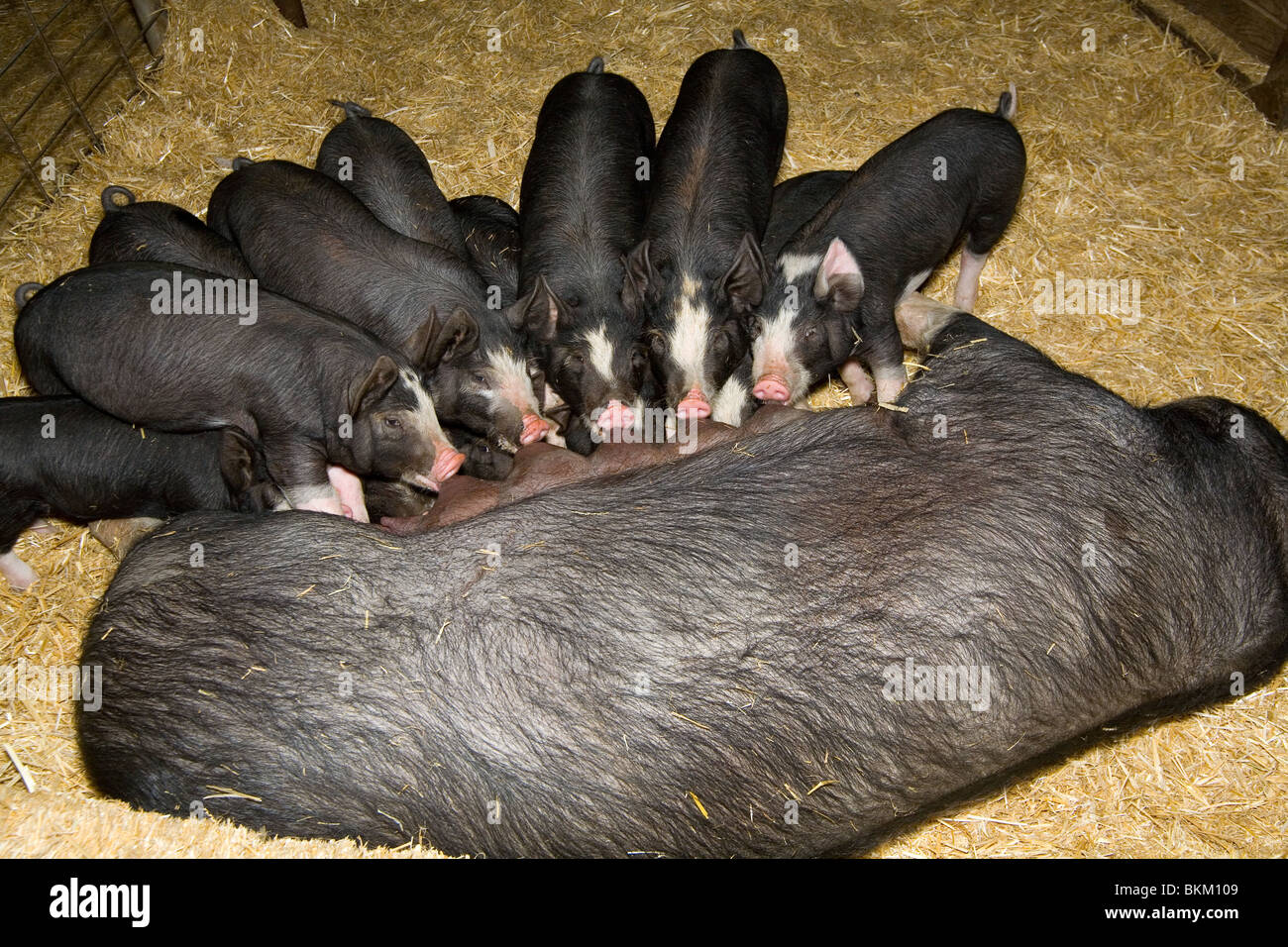 domestic pig Stock Photo