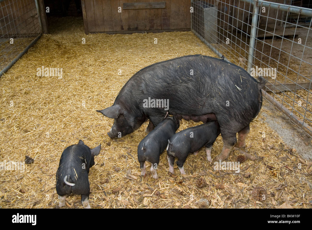 domestic pig Stock Photo