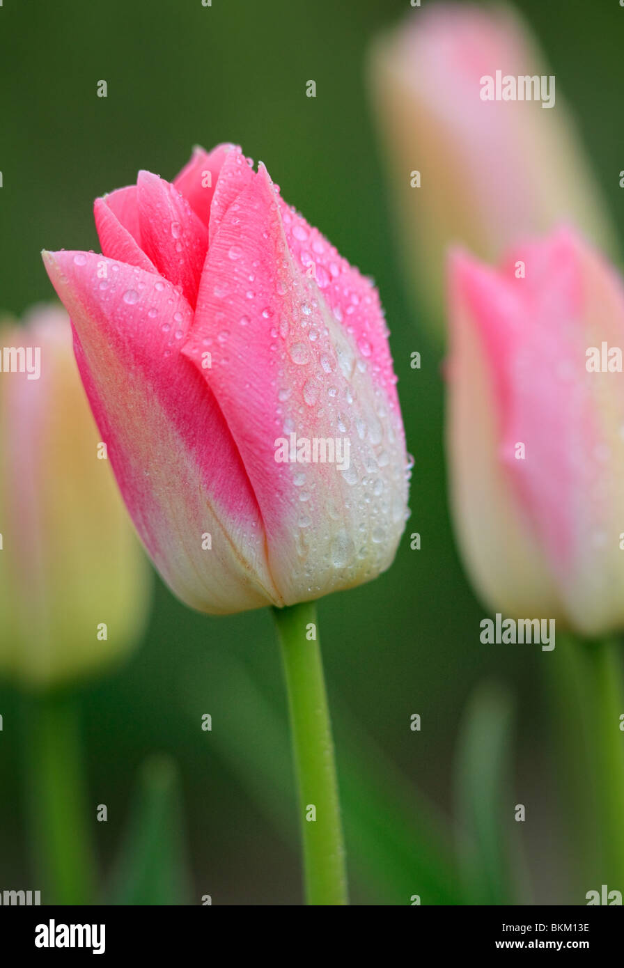 Skagit valley tulip festival hires stock photography and images Alamy