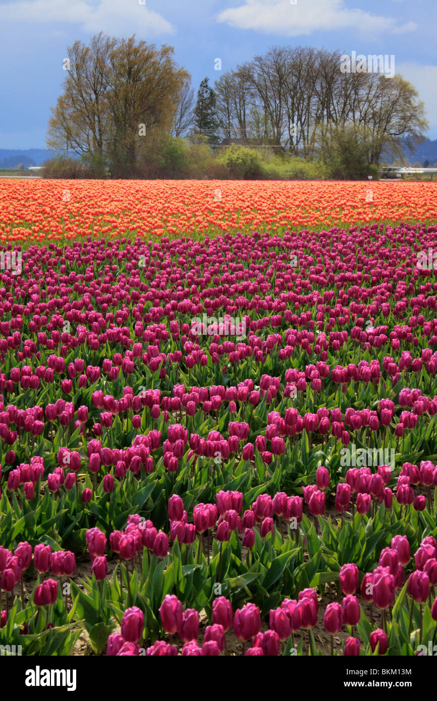 Tulips in Skagit Valley during the annual Tulip Festival Stock Photo
