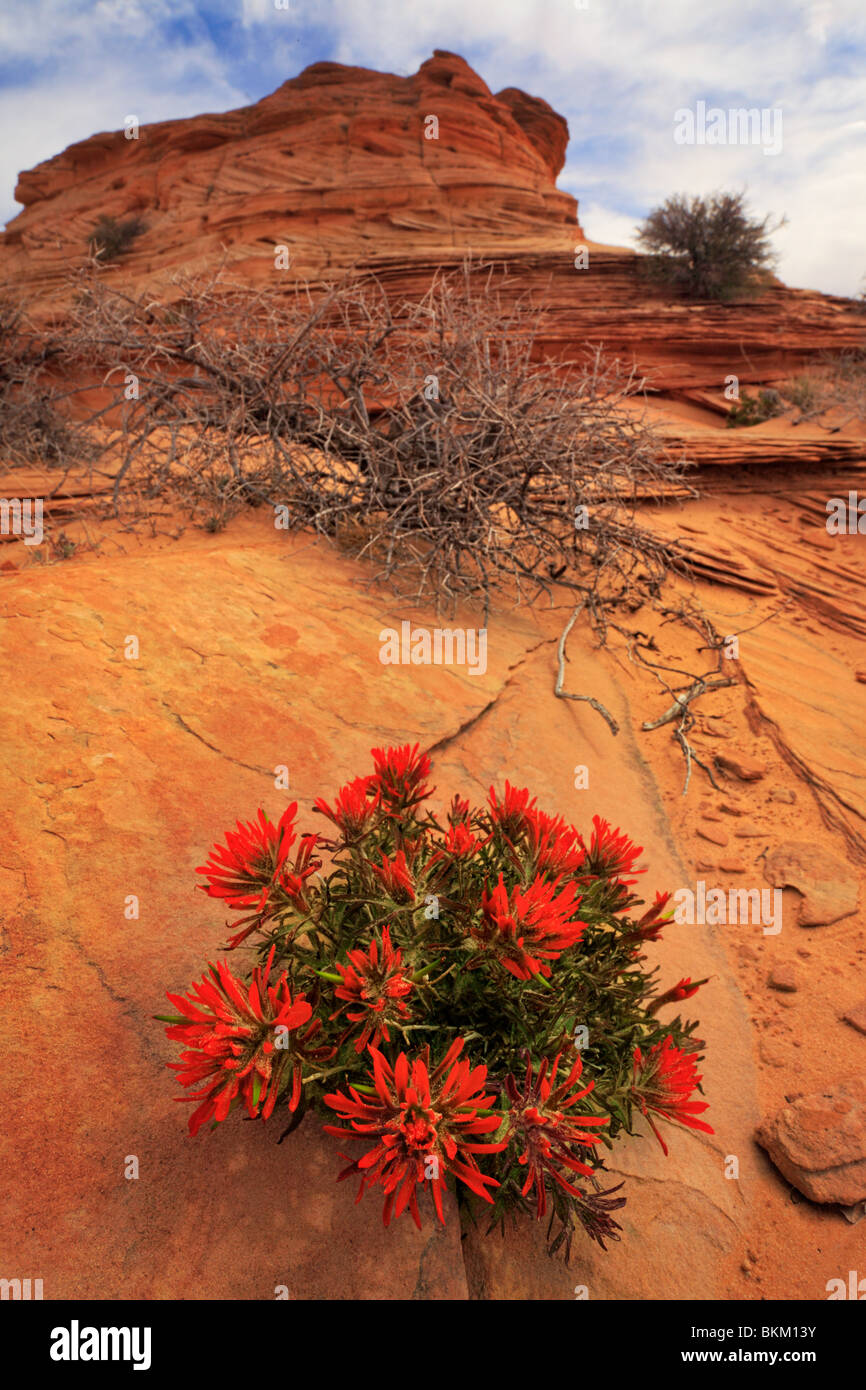 Desert paintbrush flowers and rock formations in Vermilion Cliffs National Monument, Arizona Stock Photo