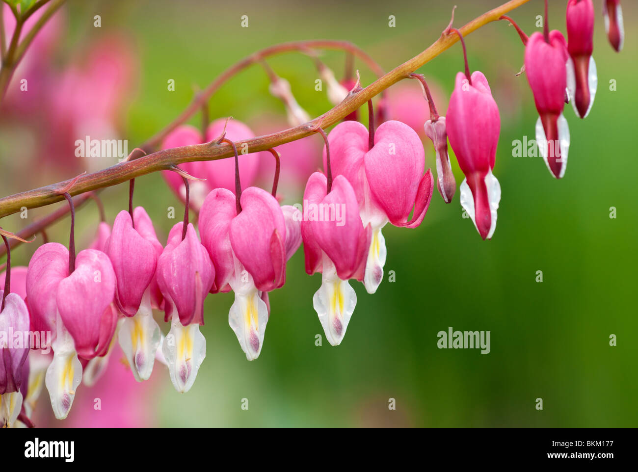 'Bleeding Heart' Dicentra spectabilis. Stock Photo