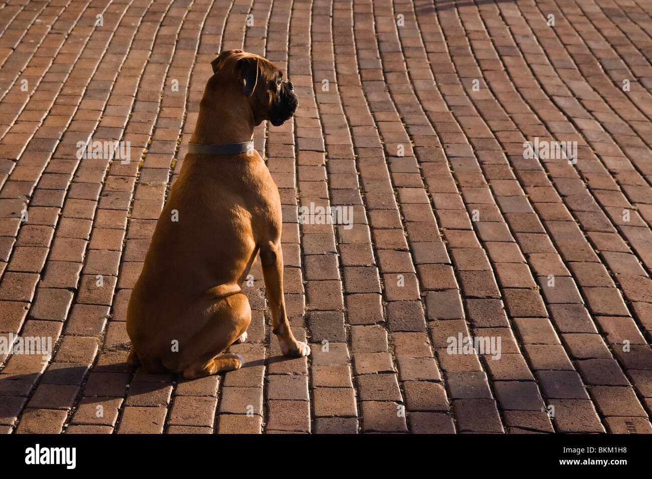 Boxer Stock Photo