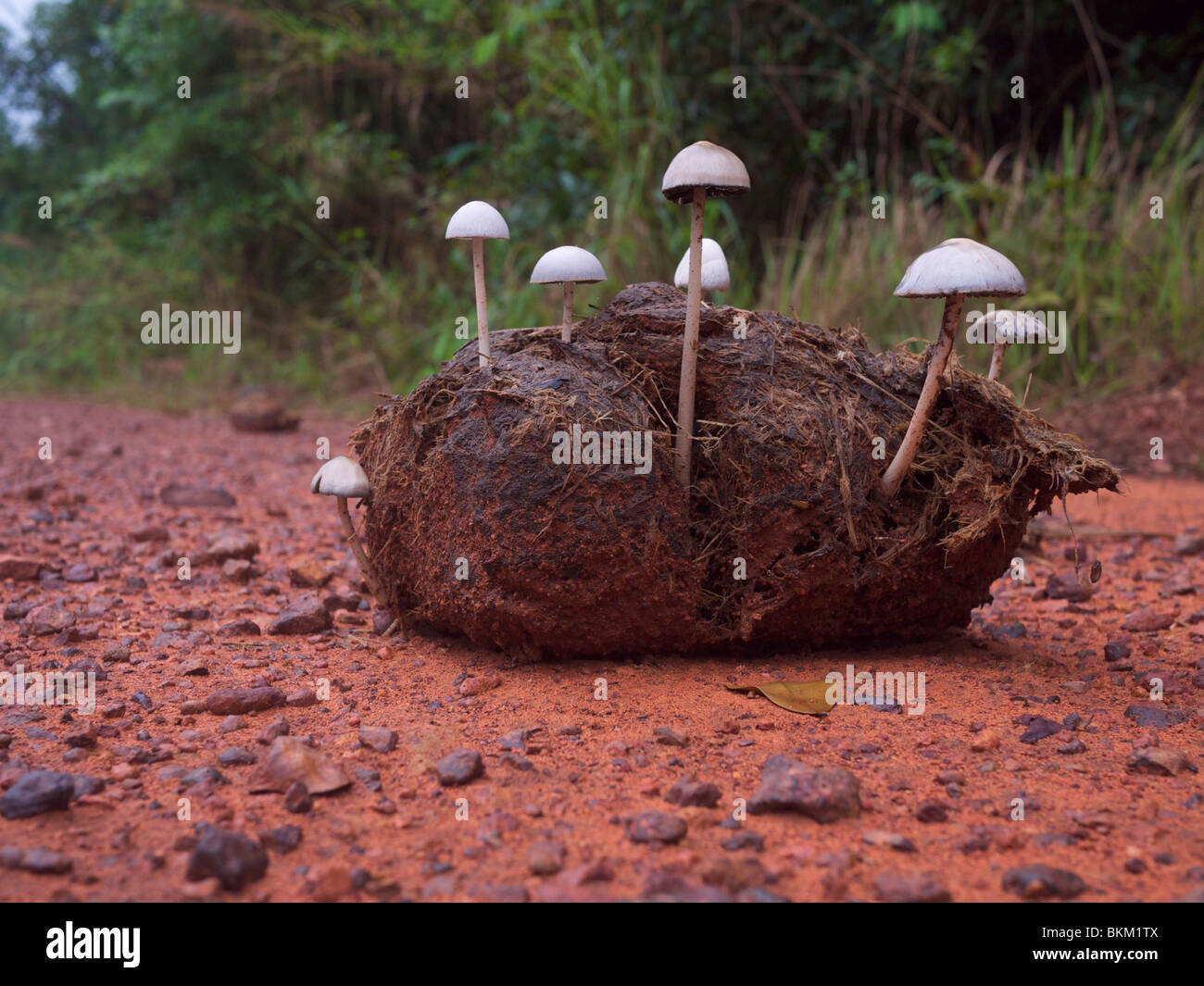 Wild Panaeolus antillarum mushrooms growing in elephant dung at Pang