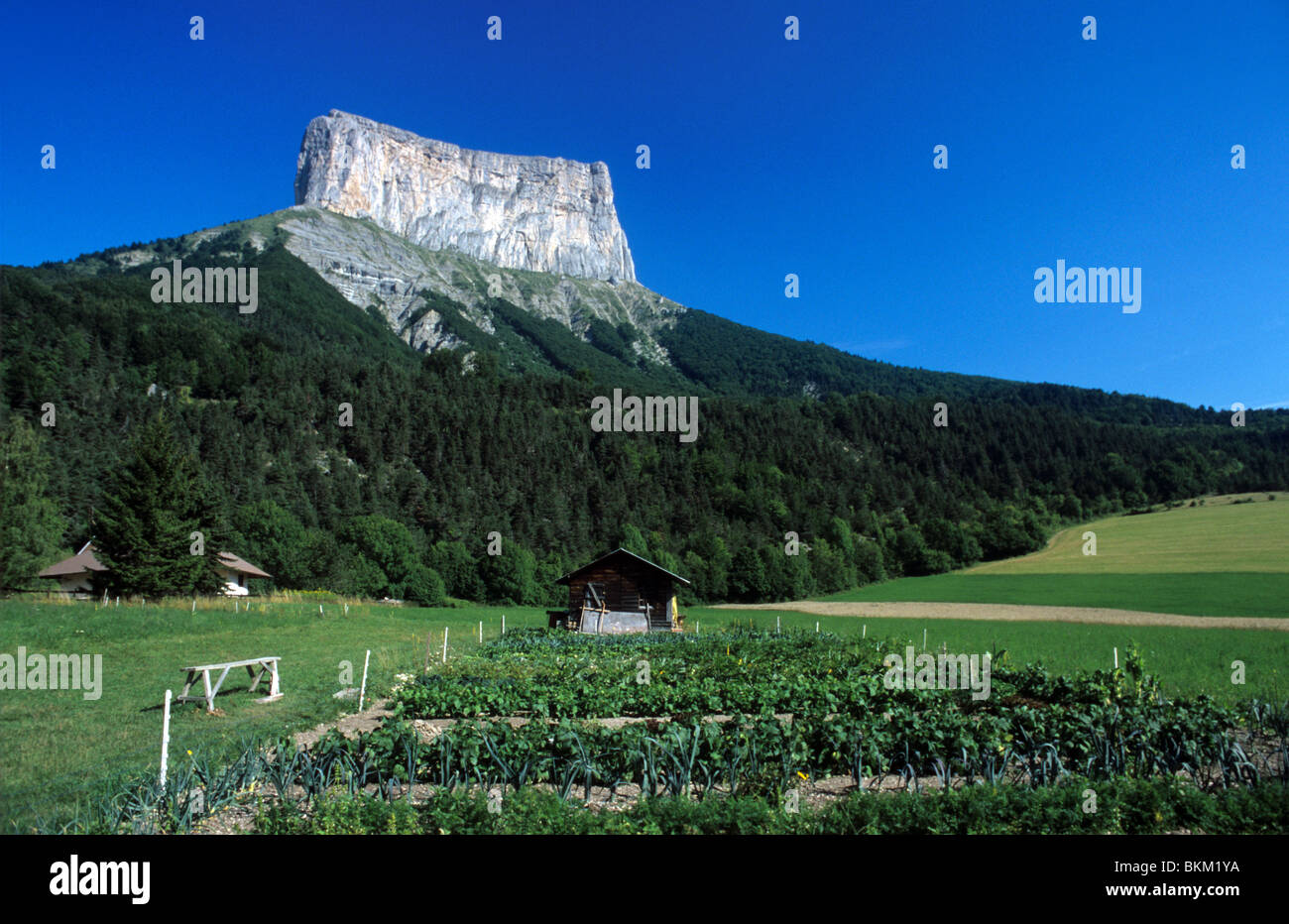 Alpine Allotments or Vegetable Gardens in front of Mont Aiguille (2085m) Mountain, Peak or Limestone Mesa, Le Trièves, Vercors Parc or Park, France Stock Photo