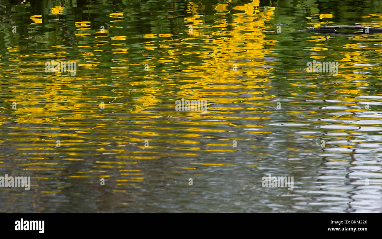Reflections of marsh marigolds or kingcups Caltha palustris Stock Photo