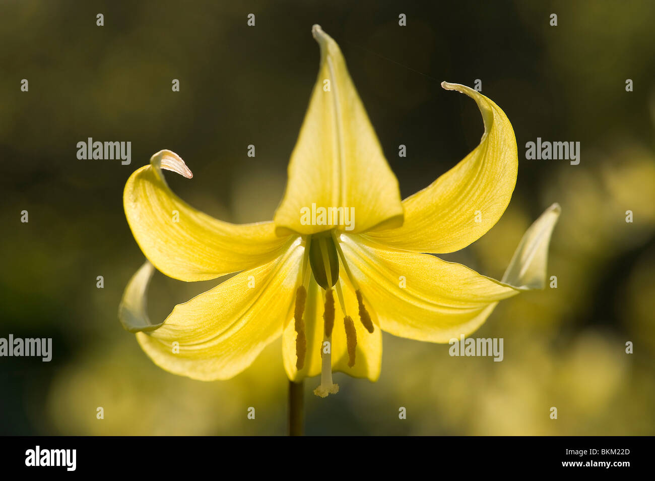 Erythronium Pagoda can be used as spring ground cover in woodlands Stock Photo