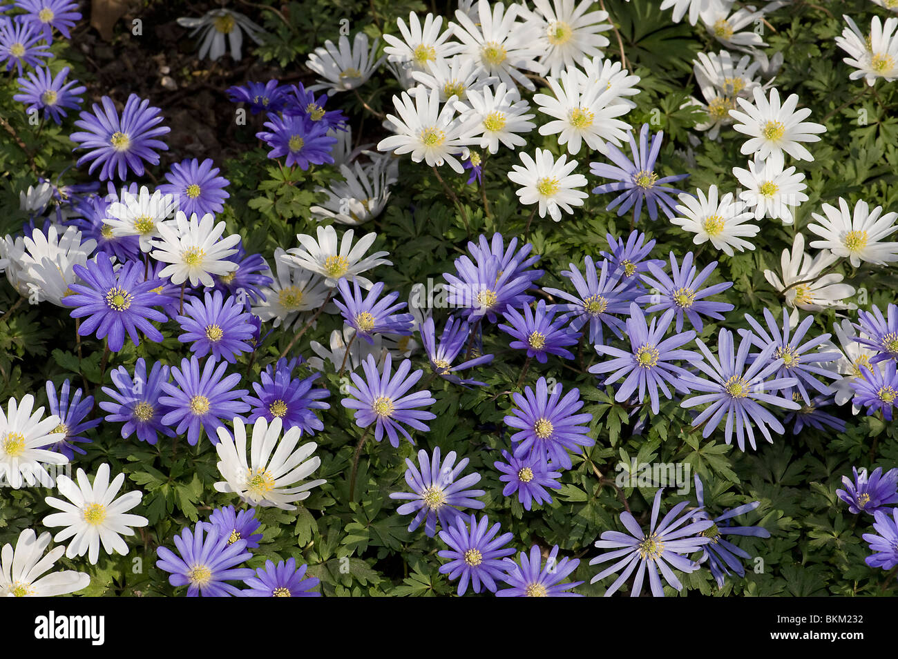 Blue and white windflowers Anemone blanda open in sun in spring Stock Photo