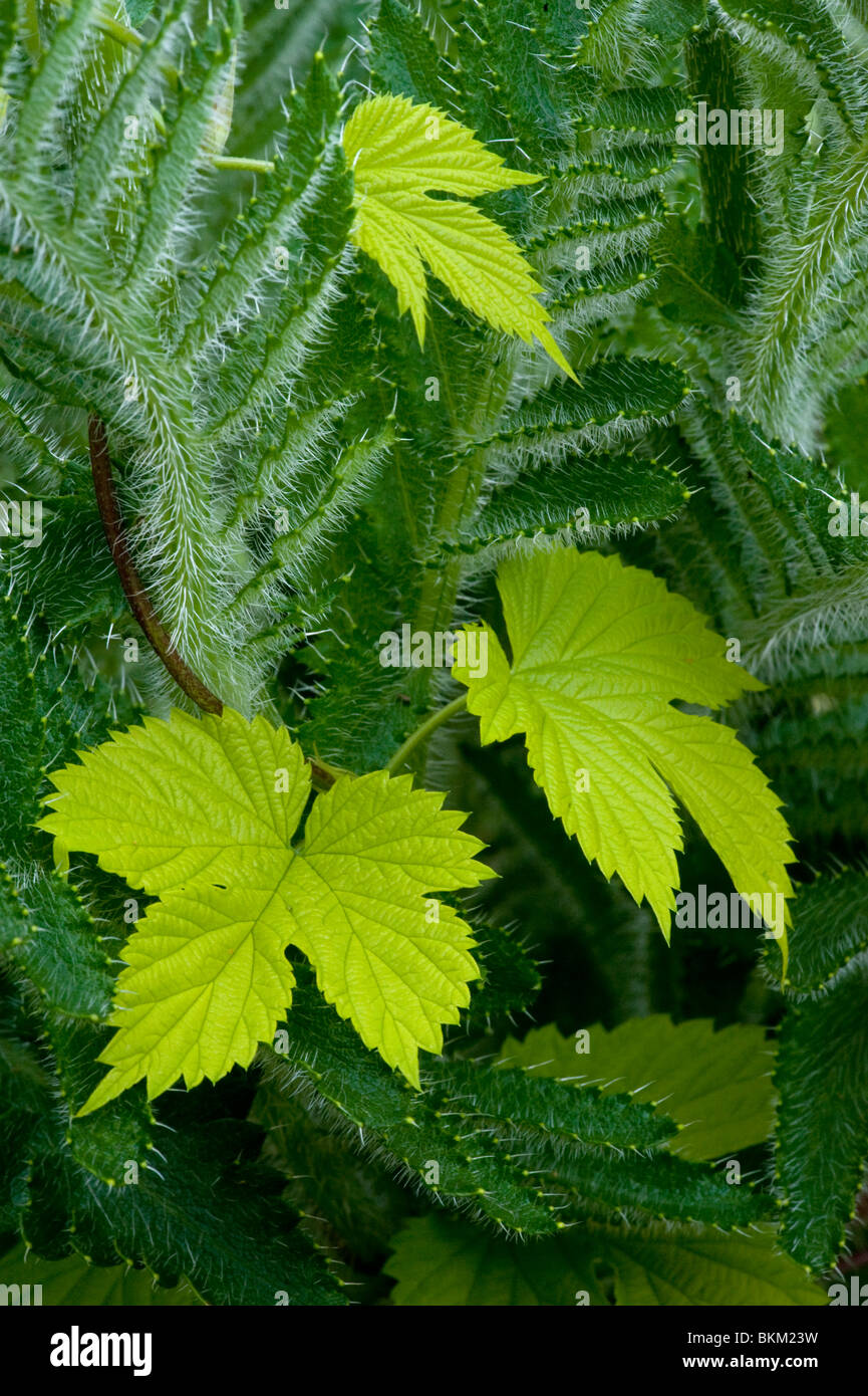 Golden hop, Humulus lupulus aureus, & Oriental poppy, Papaver orientale, leaves Stock Photo