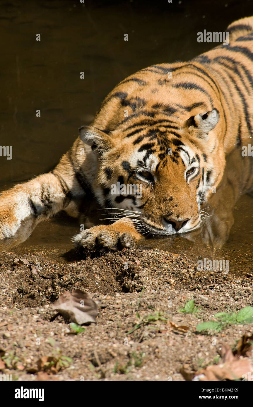 Bengal tiger relaxing by cooling off in water Kanha NP, India Stock Photo