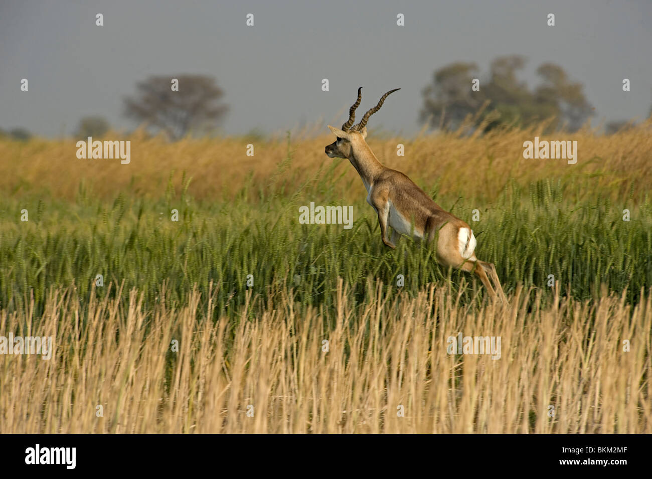 Blackbuck, Antilope cervicapra, jumping out of cornfield India Stock Photo