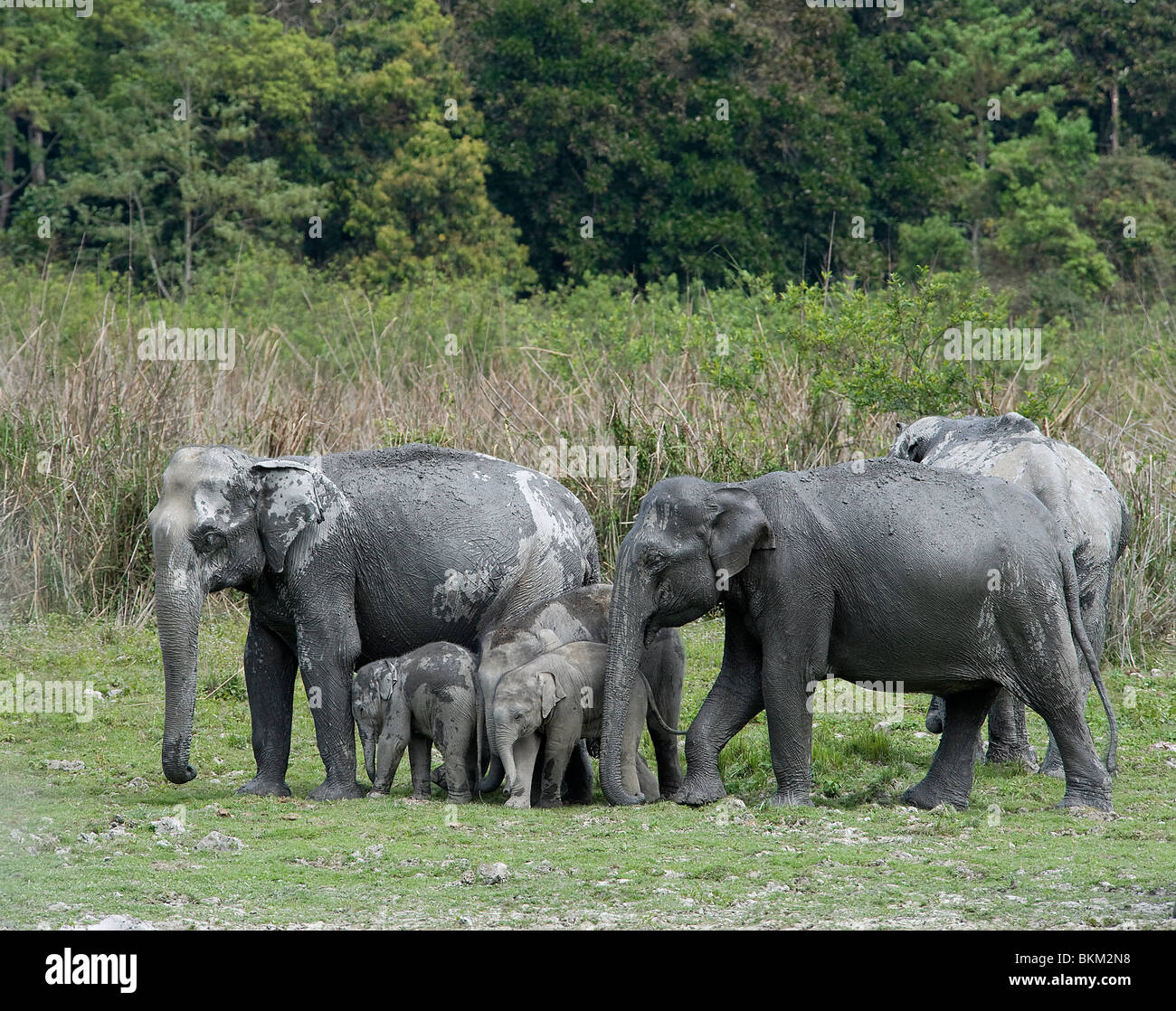 Asian elephants, Elephas maximus, with babies emerge from the forest to drink, Kaziranga National Park, India Stock Photo