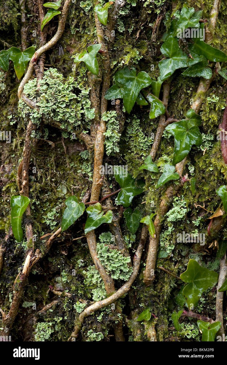 Epiphytic mosses and lichens with ivy climbing up tree trunk in New Forest. Stock Photo