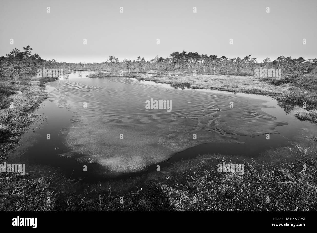 Umbusi Bog in ealry spring Stock Photo