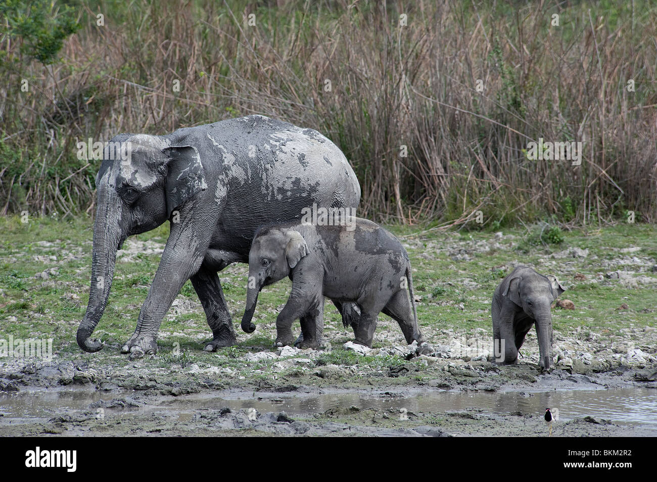 Asian elephant, Elephas maximus, mother with babies Kaziranga National Park, India Stock Photo