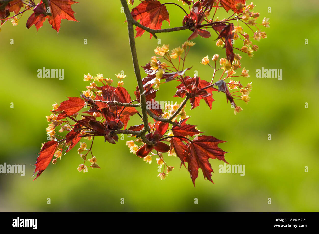 New leaves and flowers of a red leaf maple, Acer platanoides Crimson King Stock Photo