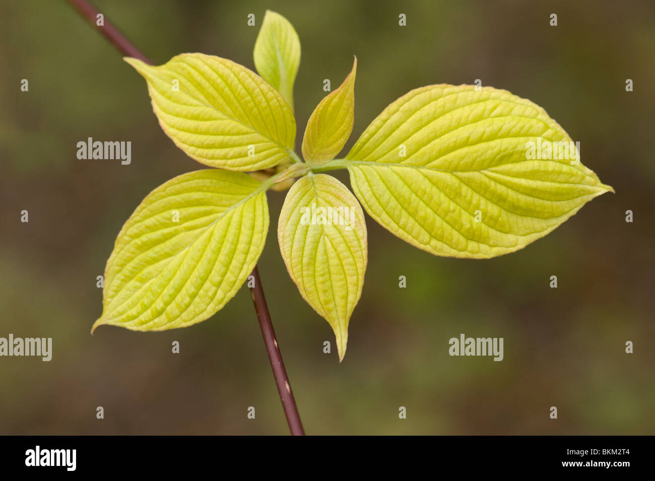 Cornus controversa Candlelight Stock Photo