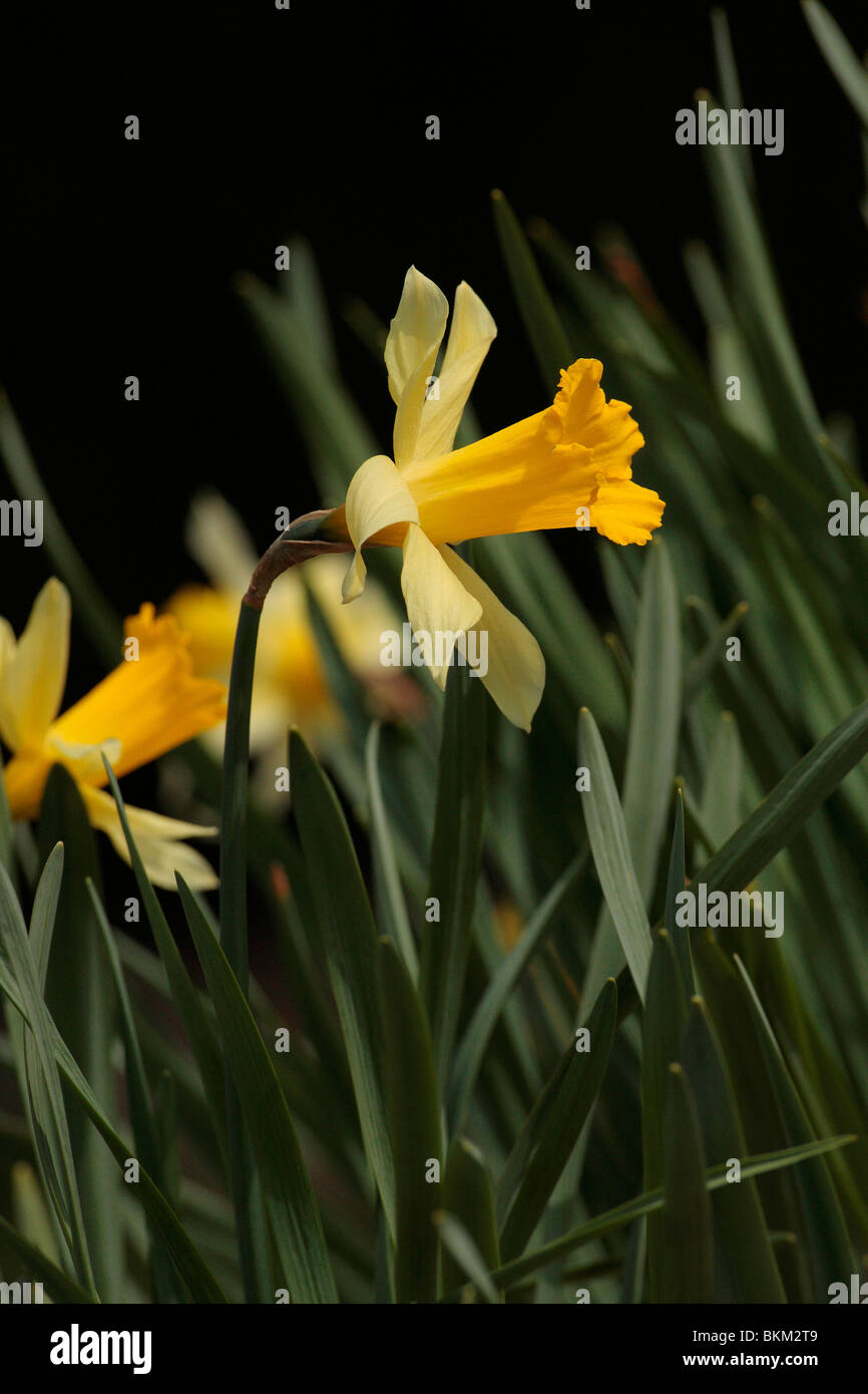 The wordsworth daffodil garden hires stock photography and images Alamy
