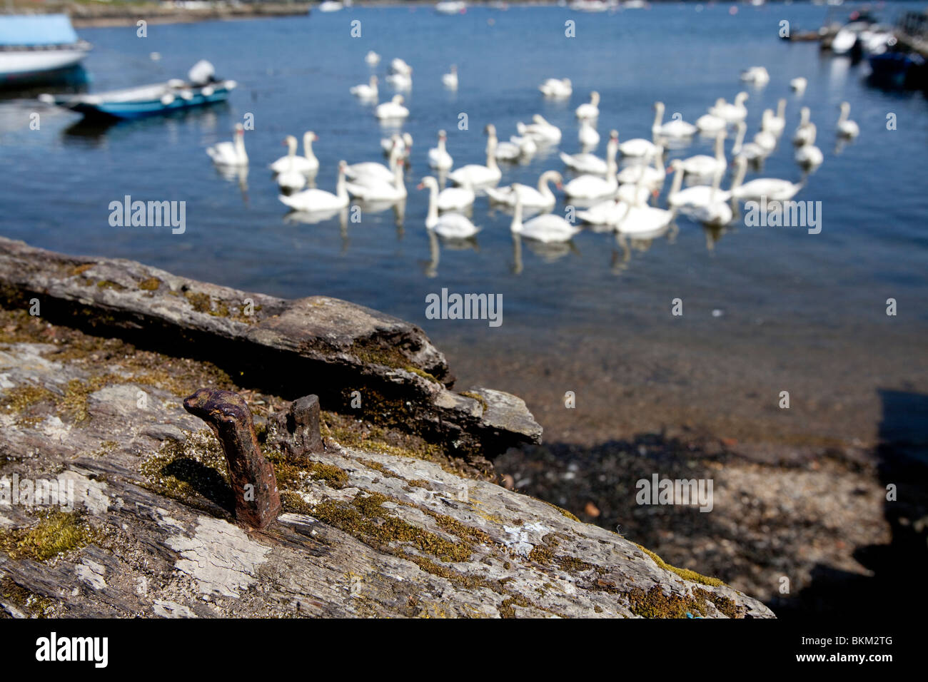 Flock of swans in the lake Stock Photo - Alamy