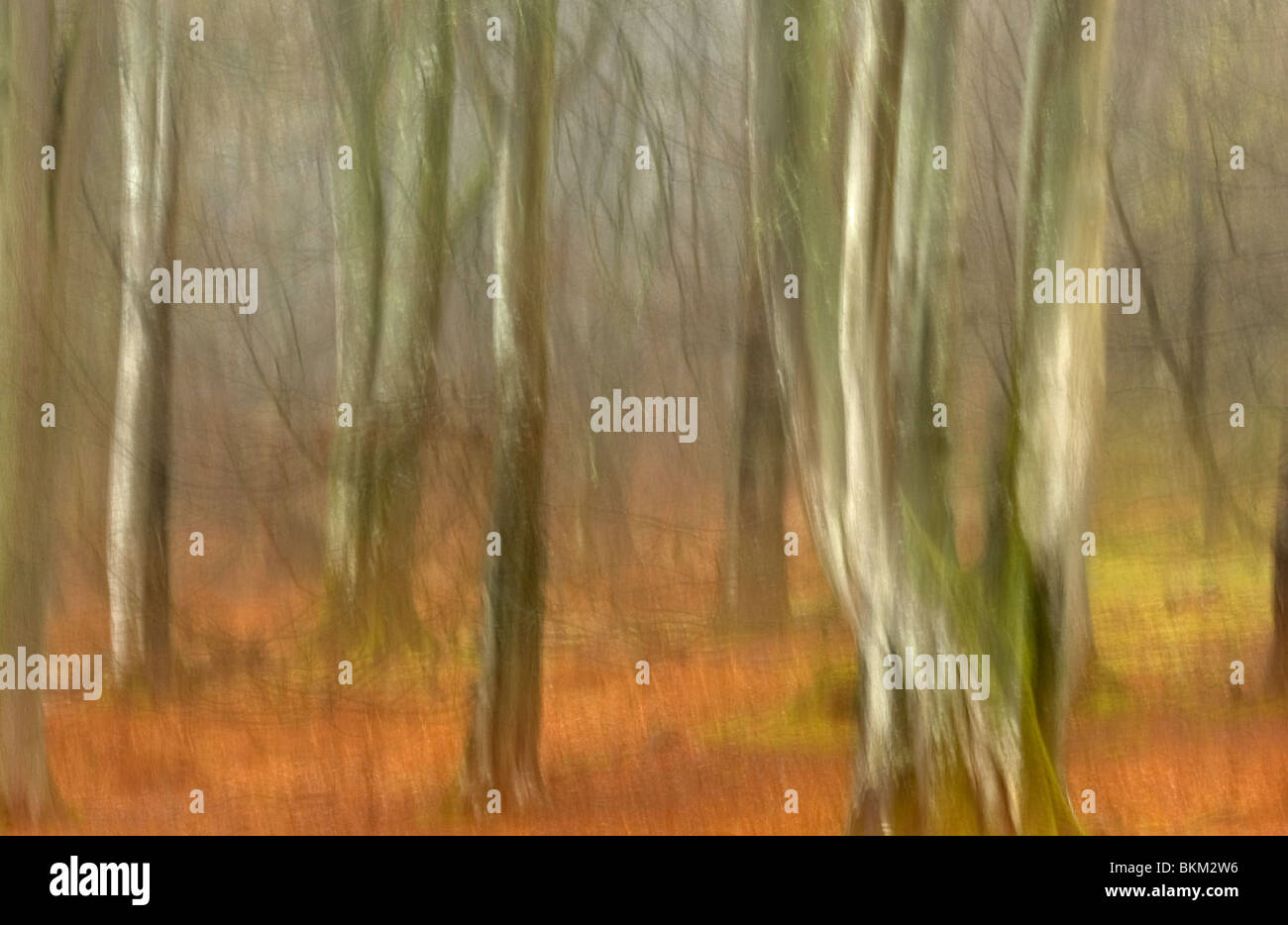 Abstract beech trunks New Forest, Hampshire Stock Photo