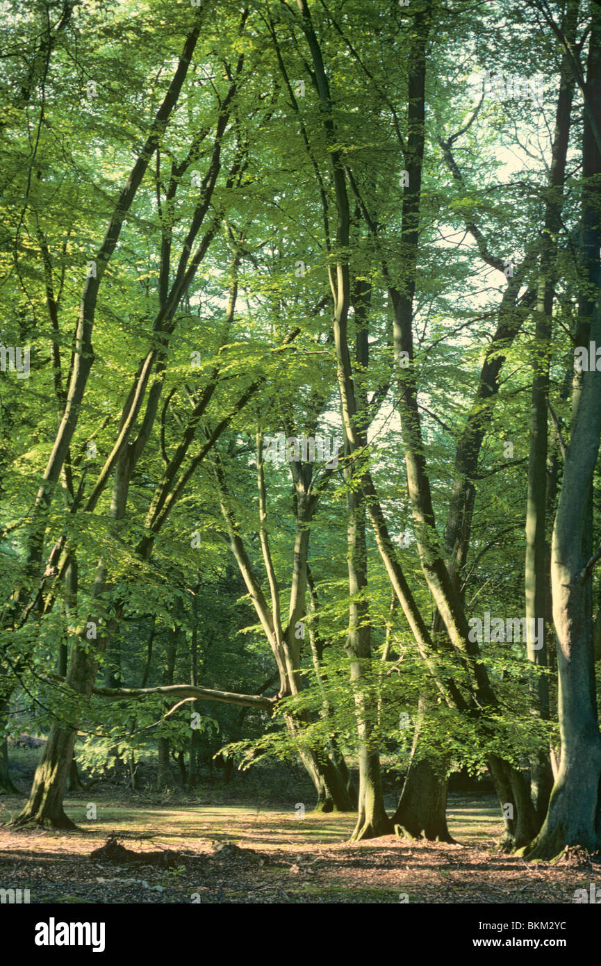Early morning light on beech trees, Fagus sylvatica, in New Forest, Hampshire. Stock Photo