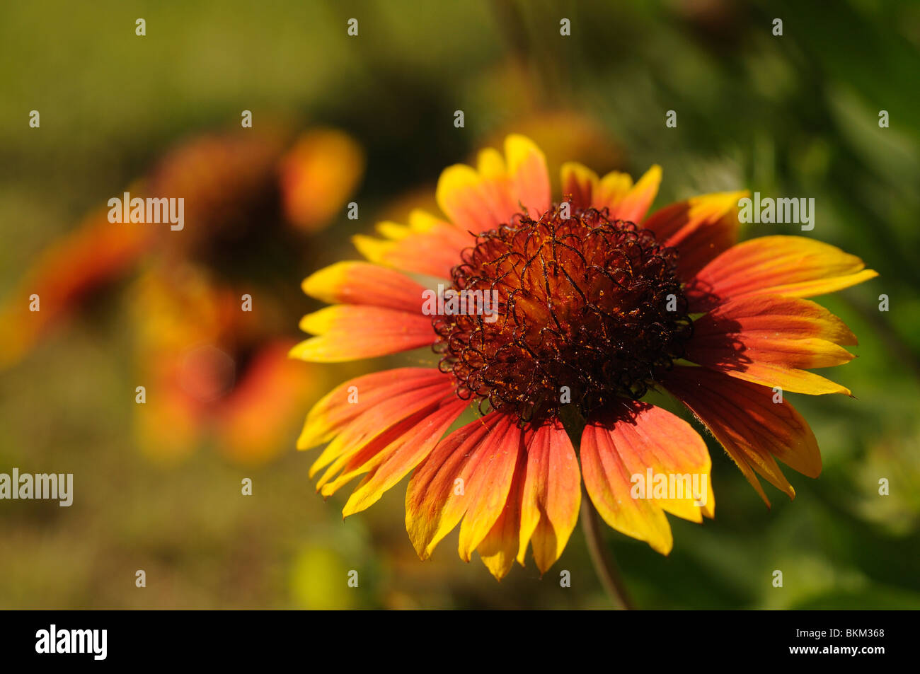 Reichardia picroides. Bicolor flower from daisy family. Stock Photo