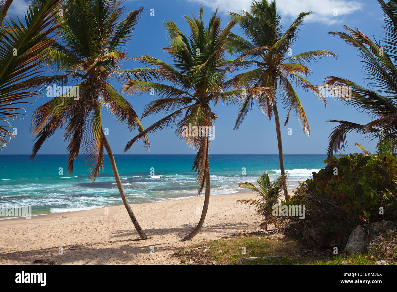 Bathsheba, East Coast, Barbados, Caribbean Stock Photo
