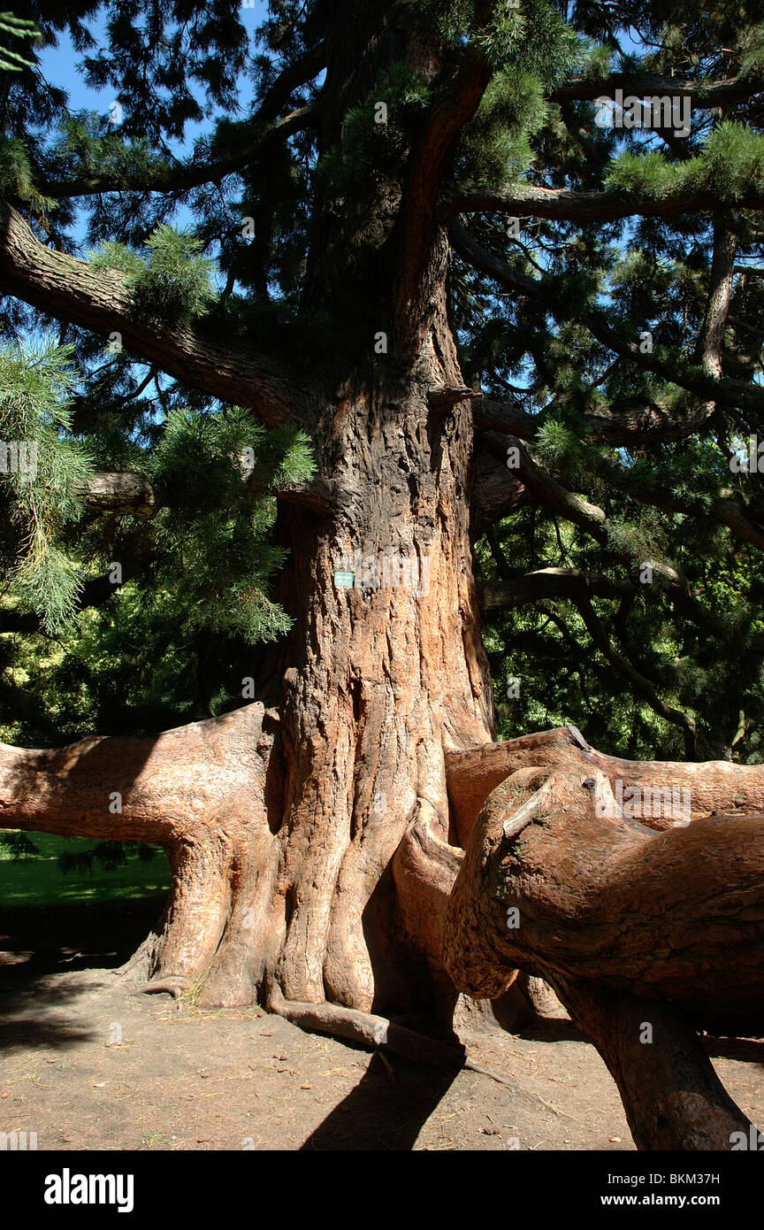 Sequoiadendron giganticum, Hagley Park, Christchurch, Canterbury, South Island, New Zealand Stock Photo