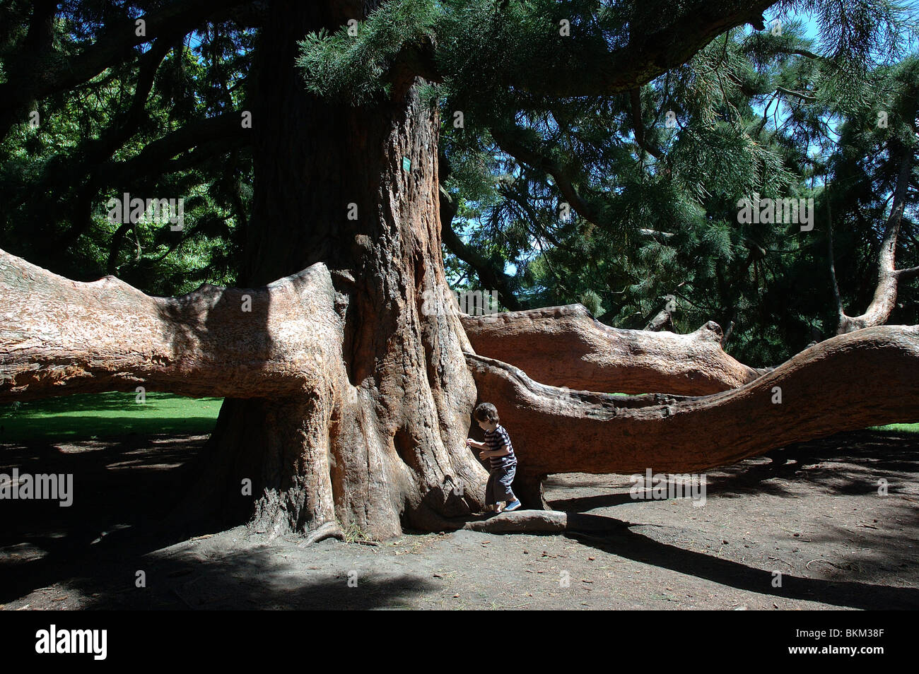 Sequoiadendron Giganticum;Hagley Park, Christchurch, Canterbury, South Island, New Zealand Stock Photo