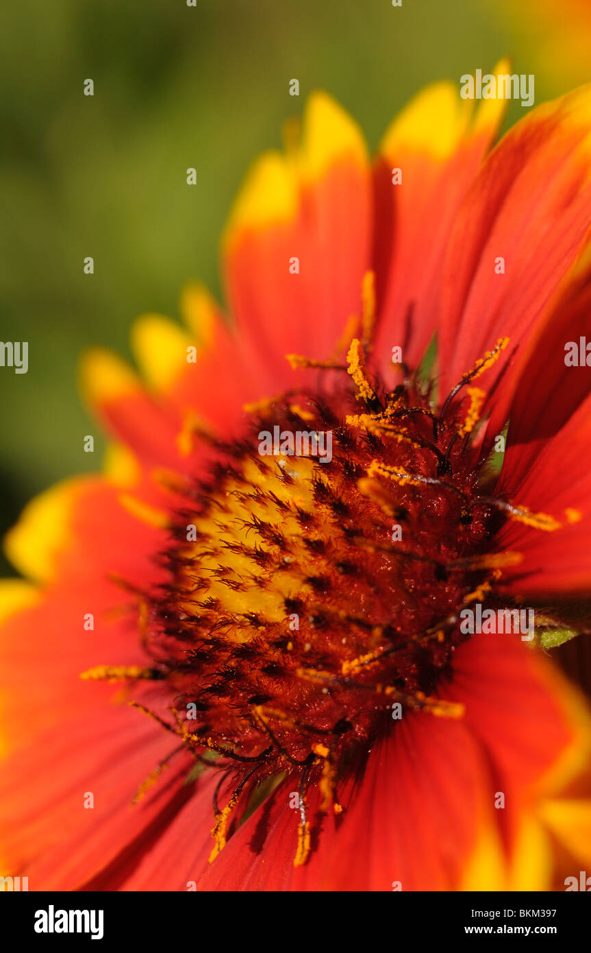 Reichardia picroides. Bicolor flower from daisy family. Stock Photo