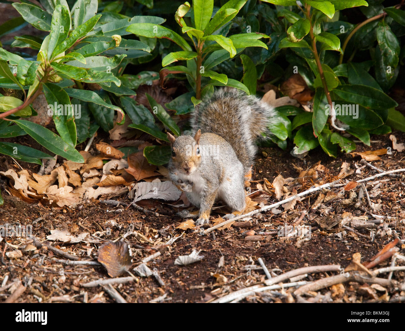 Squirrel collecting nuts hires stock photography and images Alamy