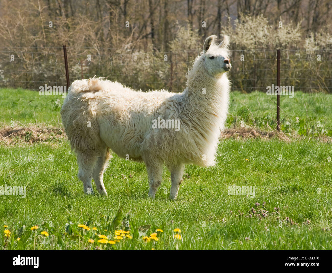 A White Llama Looking Attentive in a Field at Laval Aveyron France Stock  Photo - Alamy