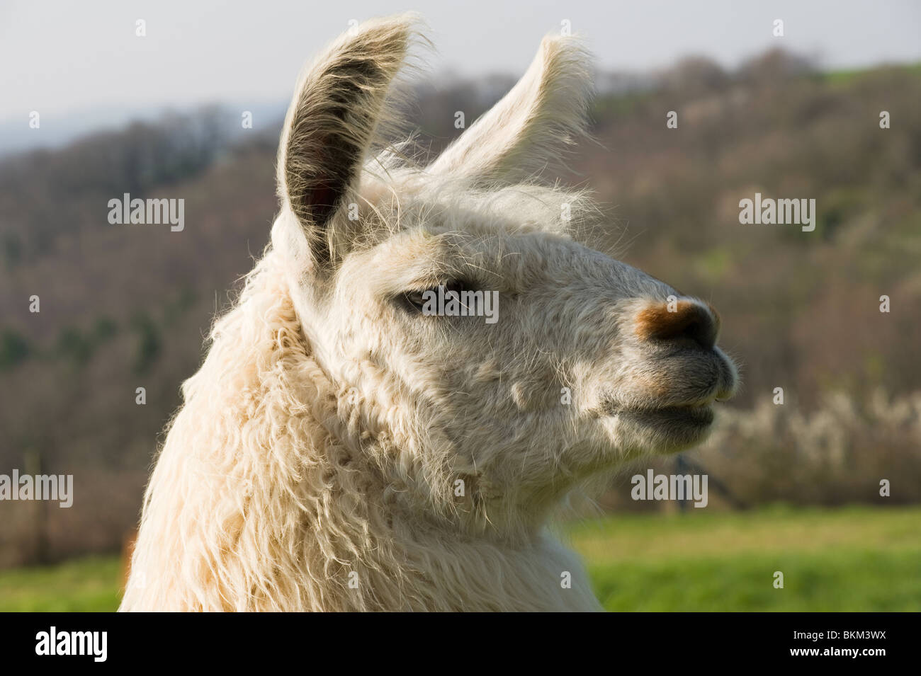 Closeup of a Llamas Head and Face with Ears Pricked Up in a Field in Laval Aveyron France Stock Photo