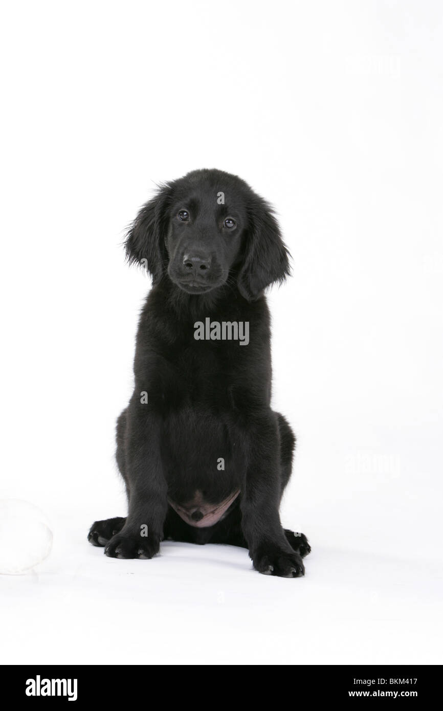 Flat coated retriever with white chest 2025