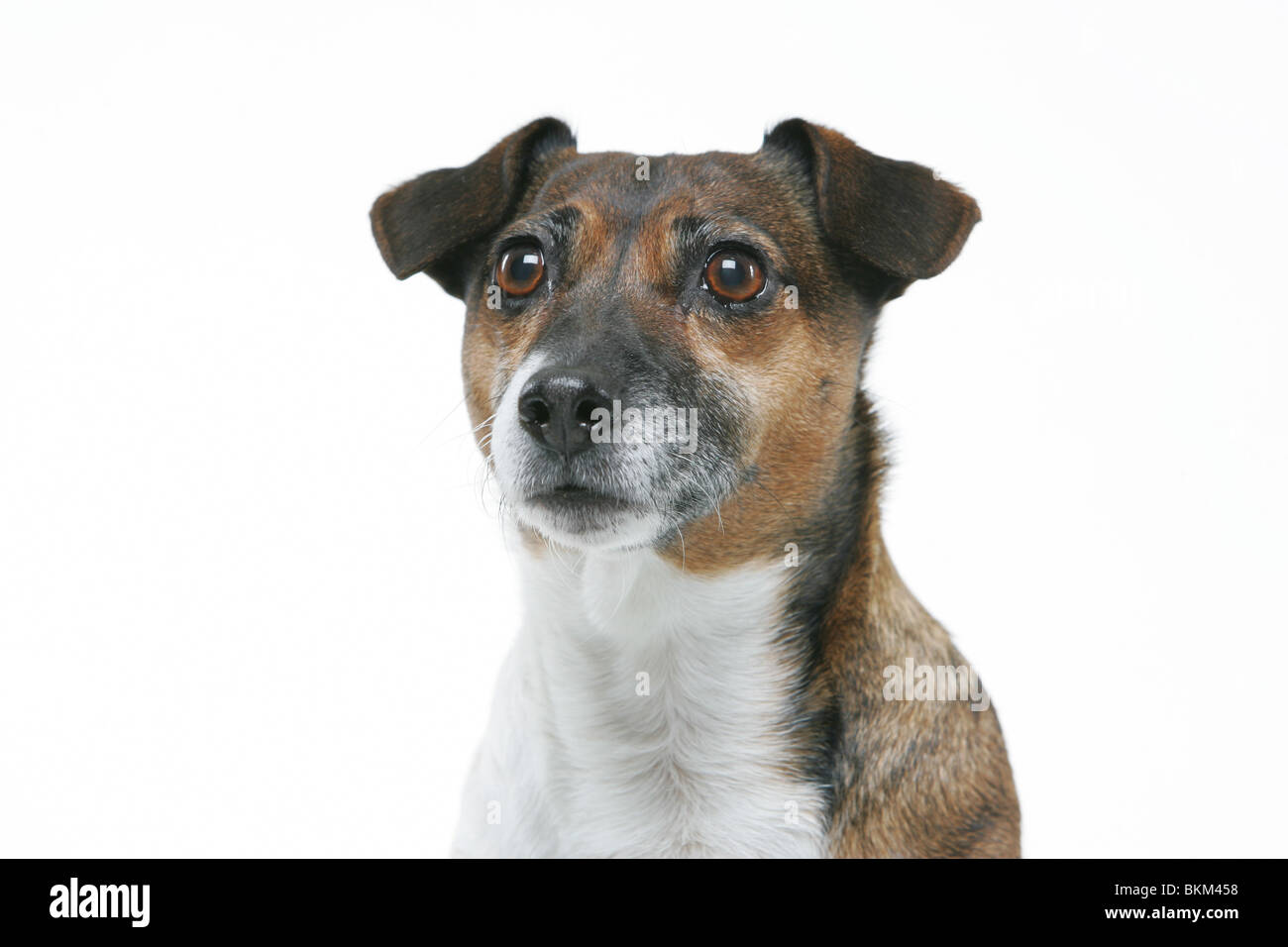 Mew Mew Hvis Whirlpool Jack russell terrier dog hund hi-res stock photography and images - Alamy