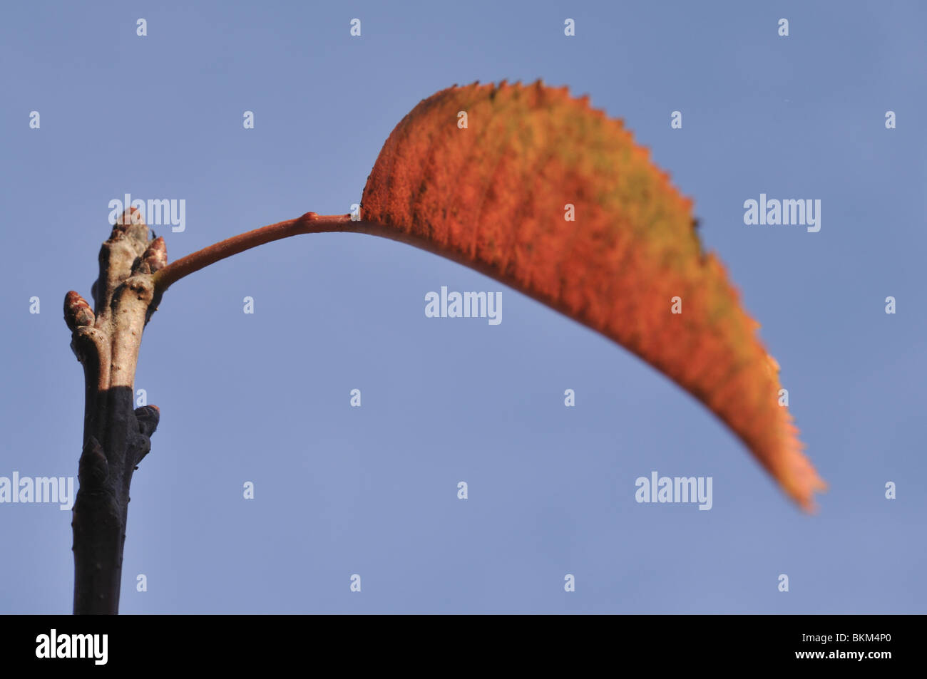 Detail of cherry tree leaves (Prunus avium). Stock Photo