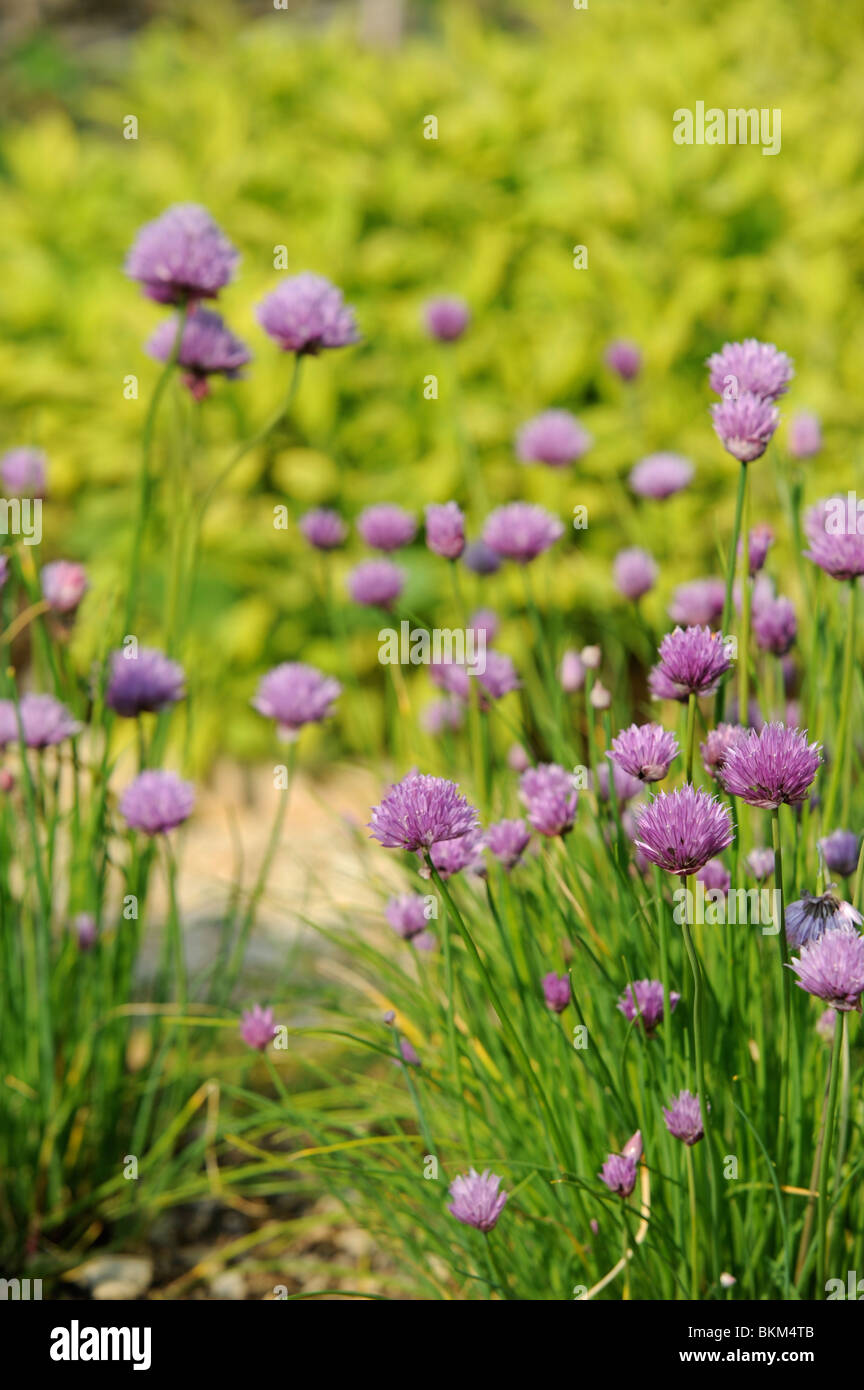 Flowering Chives in a herb garden UK Stock Photo - Alamy