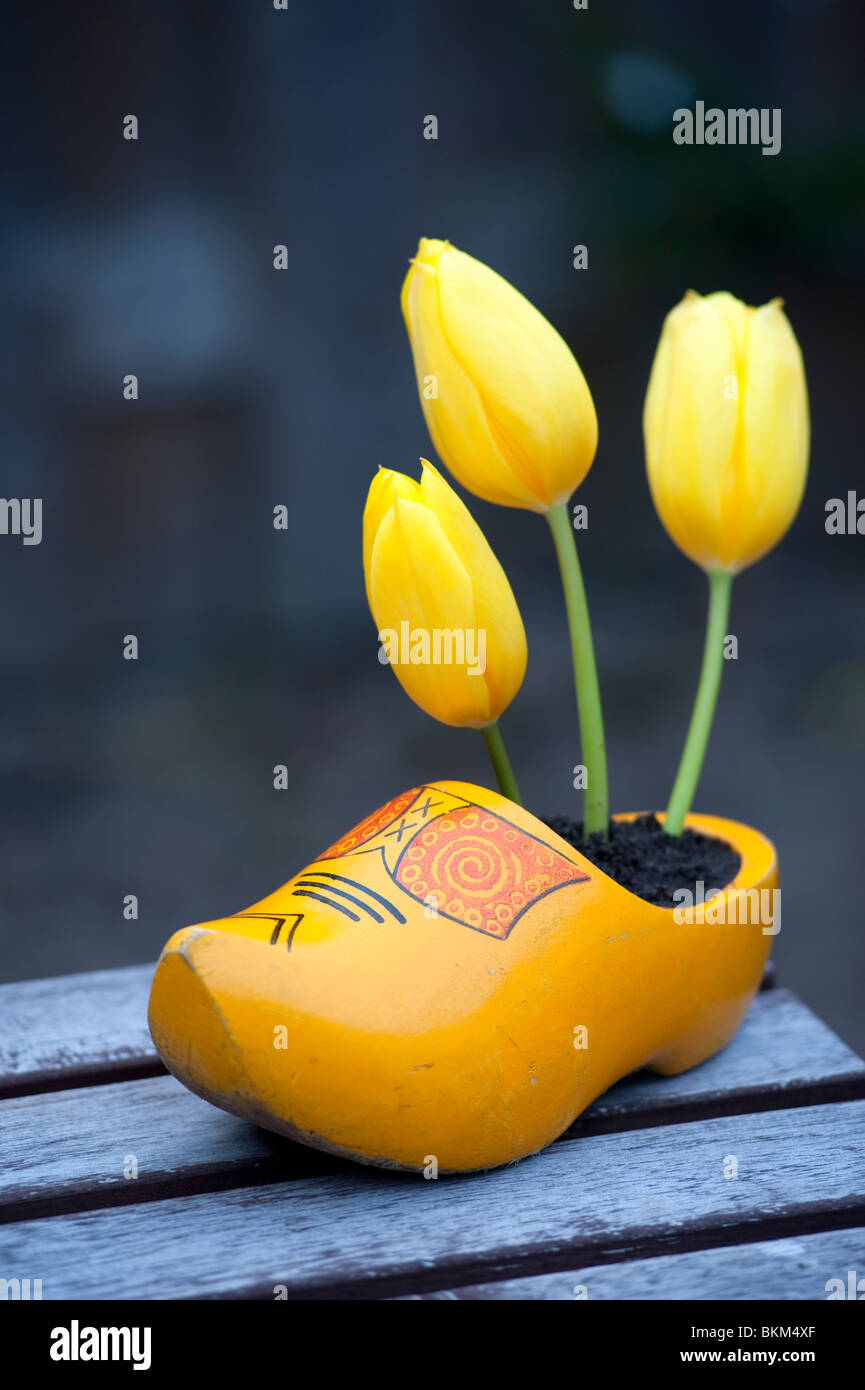 Yellow tulips growing in yellow wooden Dutch clog Stock Photo