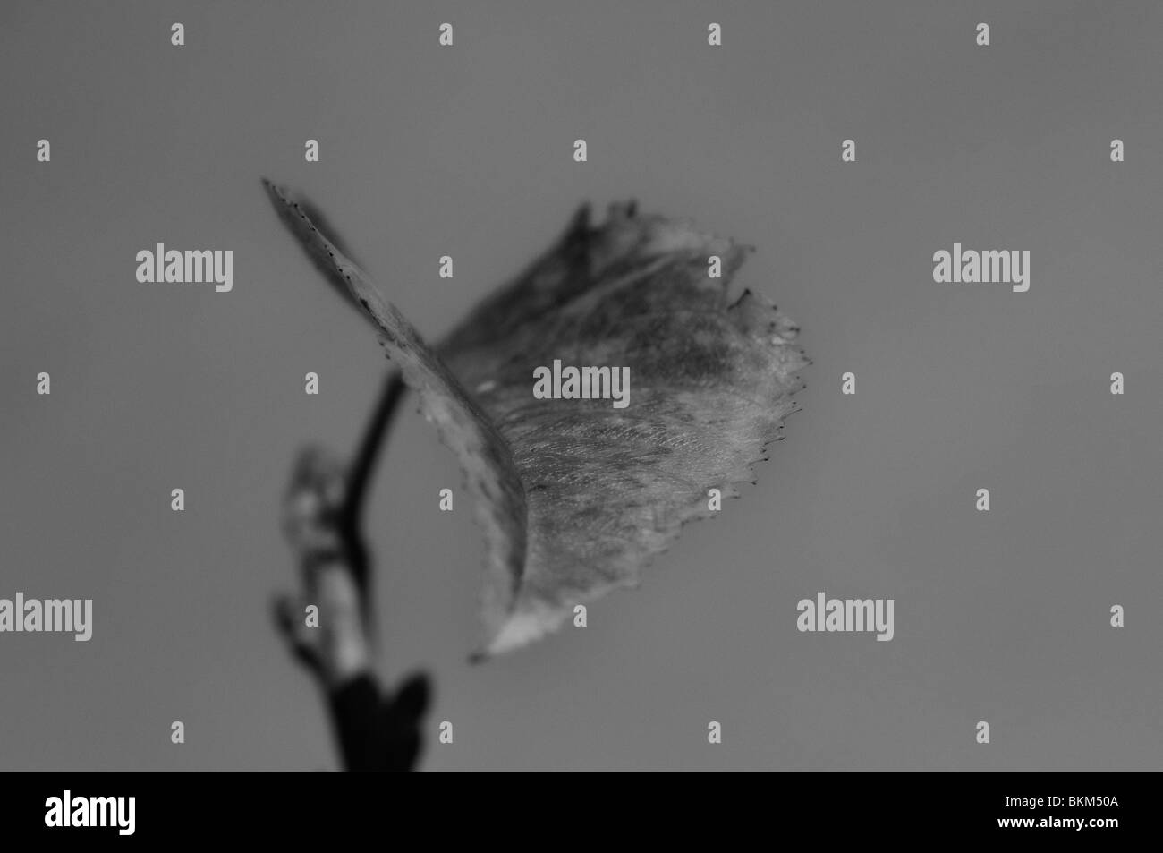 Cherry tree landscape Black and White Stock Photos & Images - Alamy