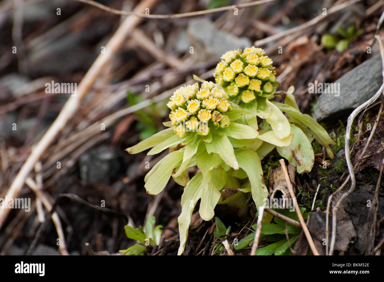 Petasites japonicus, (菜蕗) also known as Fuki, bog rhubarb, or giant butterbur in Kamikochi in late April Stock Photo