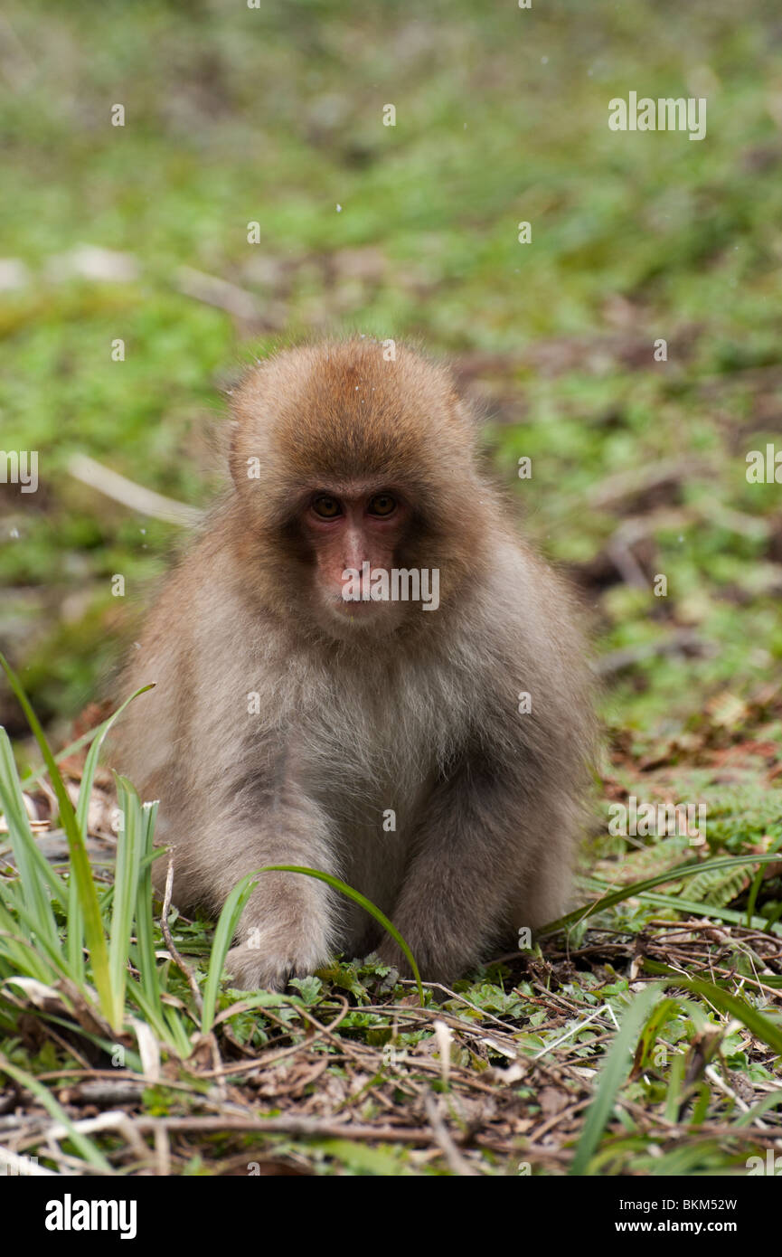 A juvenile Japanese macaque forages  for the first spring greens around Kamikochi, Japan Stock Photo